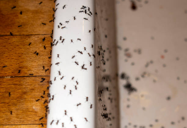 Best Exterminator Services  in Granger, IA